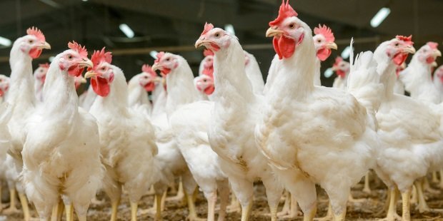 Können ganz schön stinken: Hühnerställe