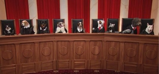 Hunde als Richter