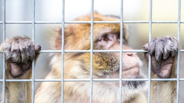 Trauriger Affe hinter Gittern