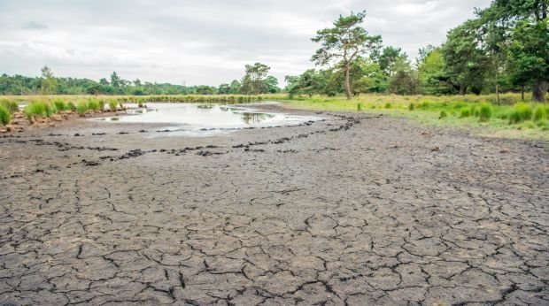 Dürre in einem niederländischen Naturschutzgebiet
