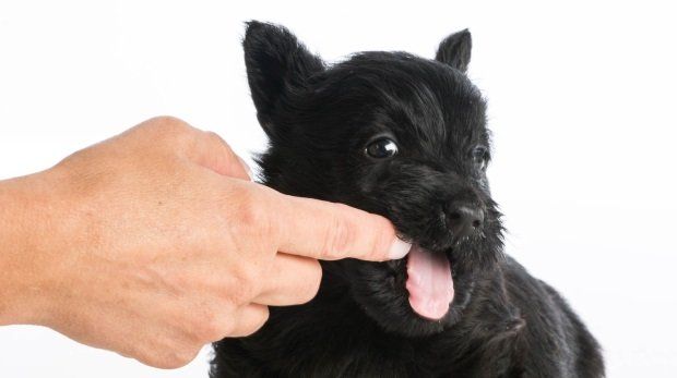Ein gefährlicher Hundewelpe zerfleischt den Finger seines Besitzers (Symbolbild)