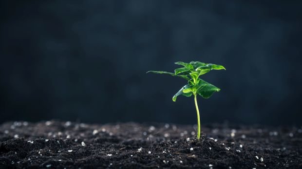 Pflanze im Wachstum