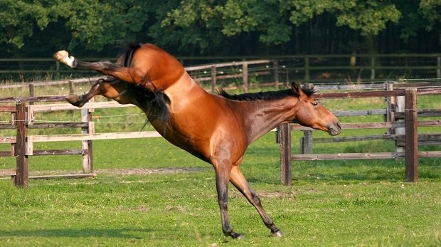 Ein buckelndes Pferd (Symbolbild)