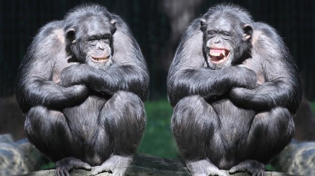 Zwei Schimpansen (Symbol)