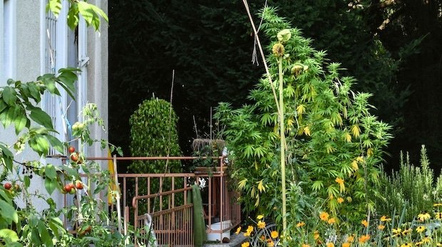 Eine Cannabispflanze waechst in einem Garten