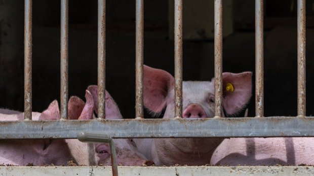 Schweine in einem Stall in Massentierhaltung