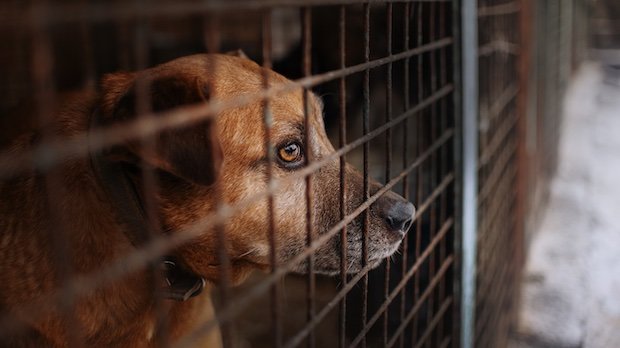Hund im Käfig schaut traurig aus