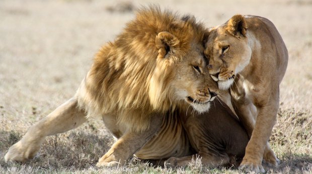 Zwei Löwen schmiegen sich aneinander
