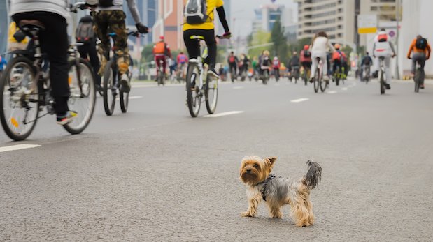 Hund auf einer Straße mit Fahrrädern.