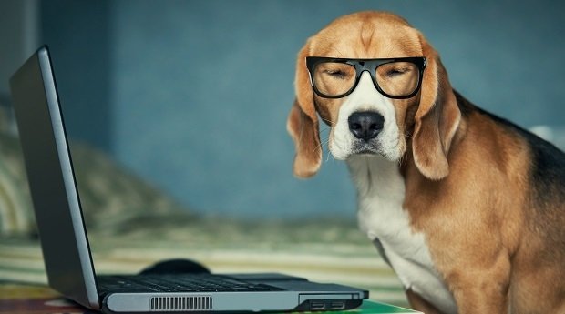Hund mit Brille sitzt vorm Laptop