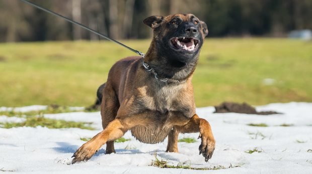 Aggresiver Polizeihund