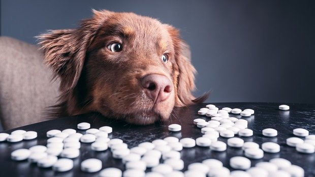 Ein Hund mit Tabletten auf einem Tisch.