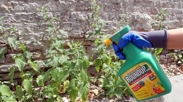 Einsatz des Unkrautvernichtungsmittels Roundup vom Chemiekonzern Monsanto (Bayer AG) mit dem Wirkstoff Glyphosat.