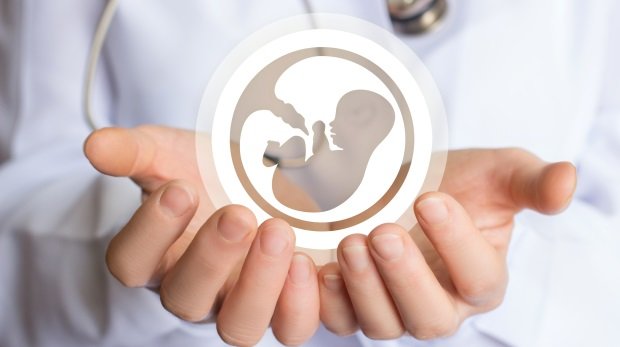 Symbol eines Embryonen in zwei Händen