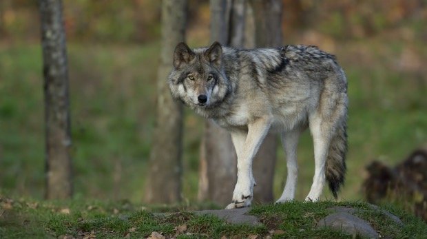 Wolf (Symbolbild)