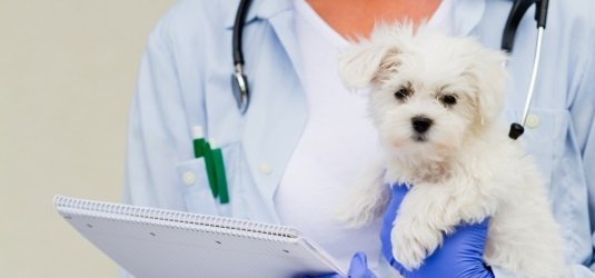 Hund beim Tierarzt (Symbolbild)