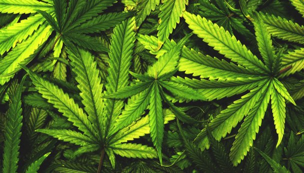 Mehrere Blätter einer Cannabispflanze.