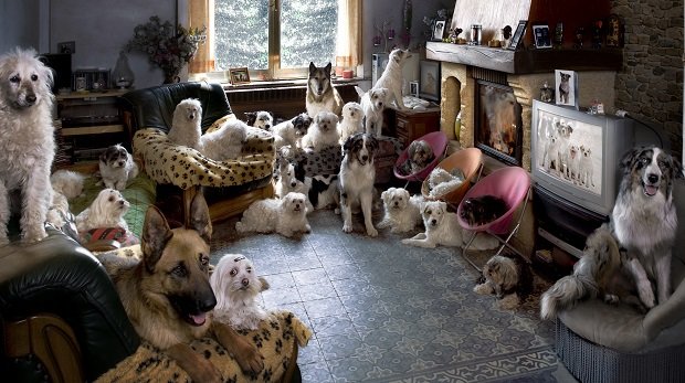 Viele Hunde in einem Wohnzimmer (Symbolbild)