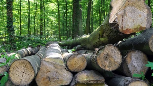 Gestapeltes Holz im Wald