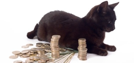 Katze mit Steuerersparnissen (Symbolbild)