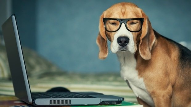 Hund mit Brille vor Laptop