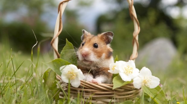 Hamster auf einer Wiese