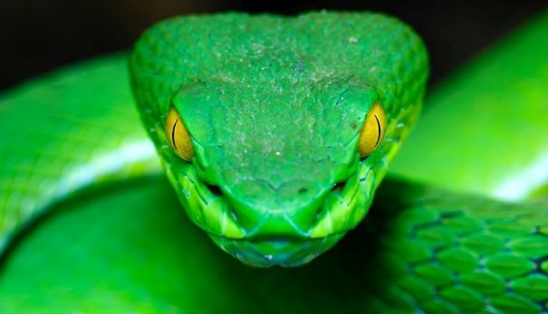 Grüne Pitviper - eine Giftschlange