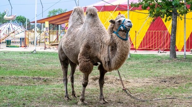 Kamel vor einem Zirkuszelt