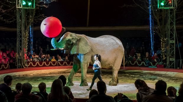 Elefant im Berliner Weihnachtszirkus
