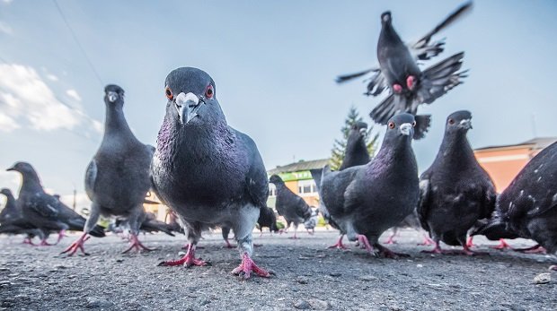 Tauben auf der Straße