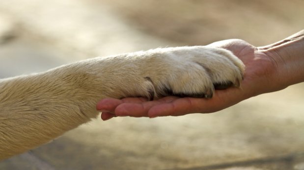 Hundepfote in Menschenhand.