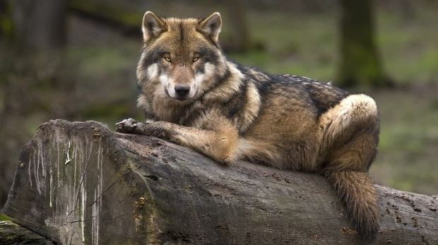 Wolf liegt auf einem Baumstamm