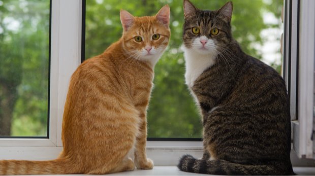 Zwei Katzen auf der Fensterbank (Symbolbild)