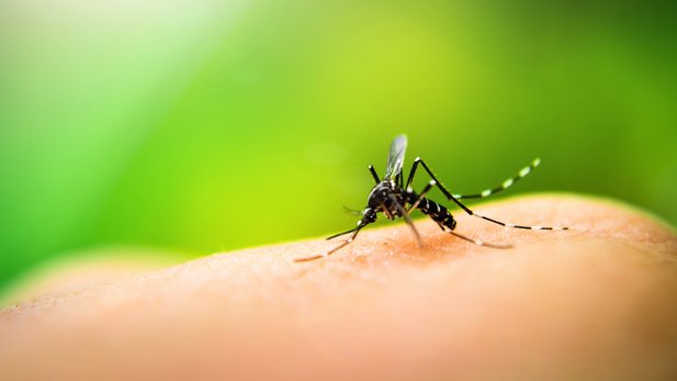 Malaria übertragender Moskito sitzt auf menschlicher Hautstelle.