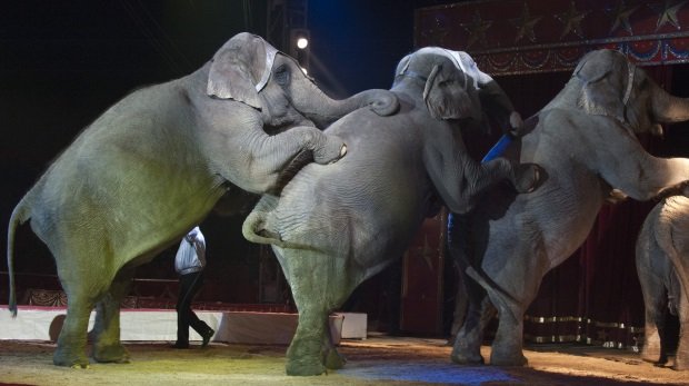 Zirkus mit Elefanten