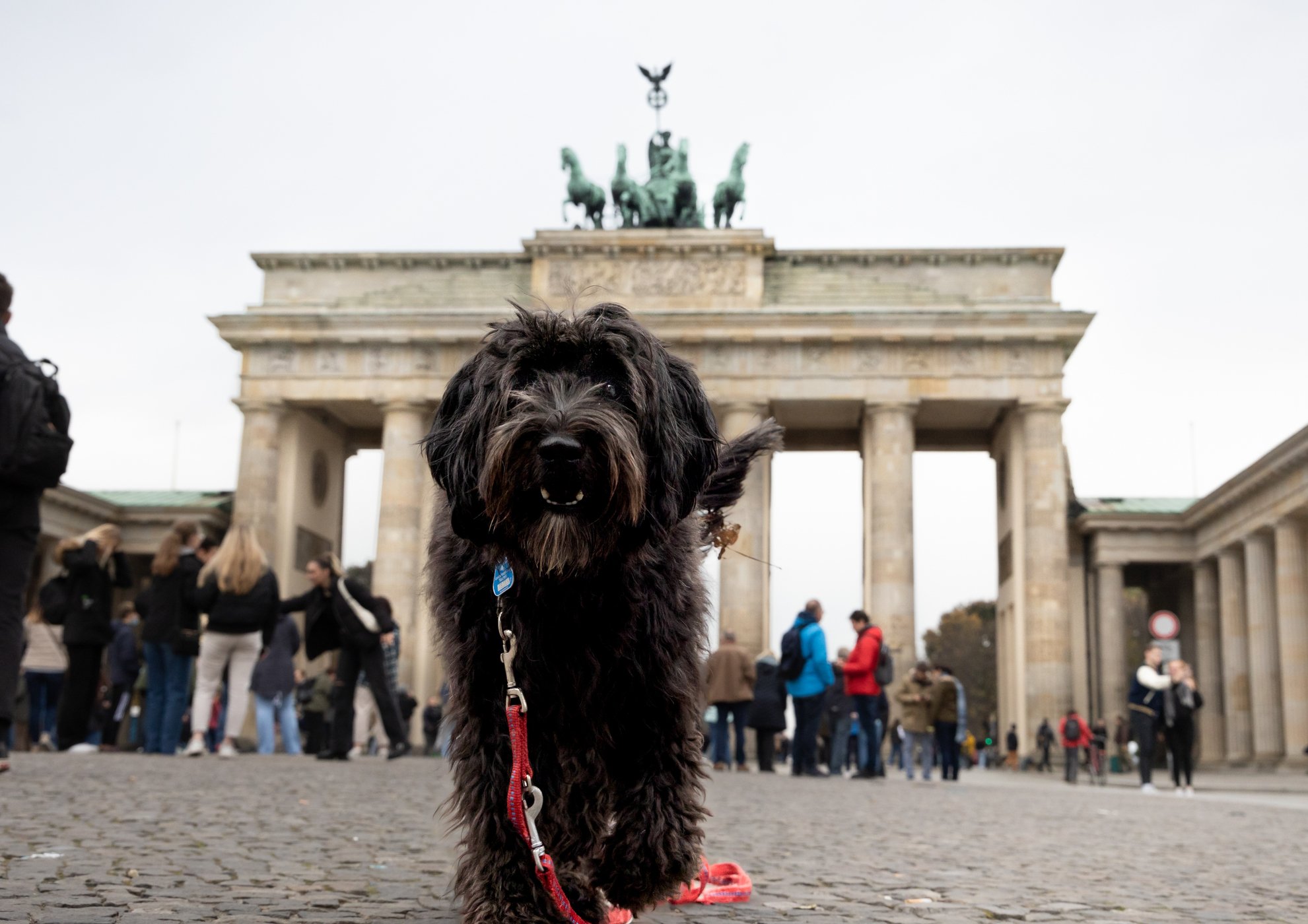Ein Hund vor einem Brandenburger Tor (sehr wahrscheinlich nicht "Dino")