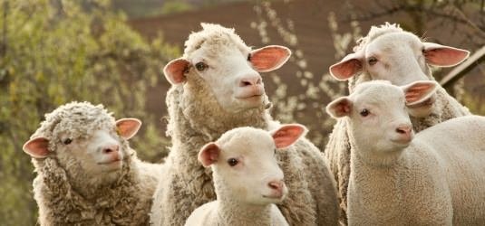 Schafe müssen Elektrochip tragen