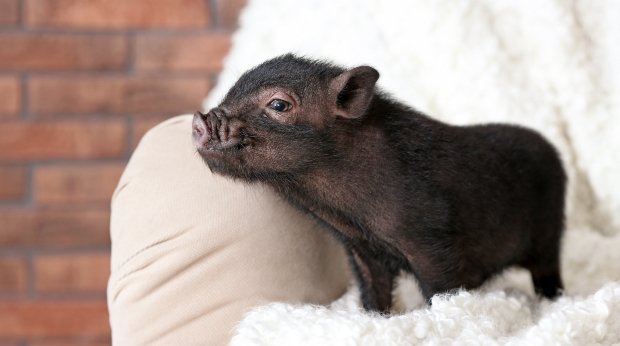 Mini-Schwein auf Sessel (Symbolbild)