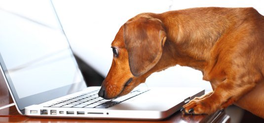 Hund am Laptop (Symbolbild)