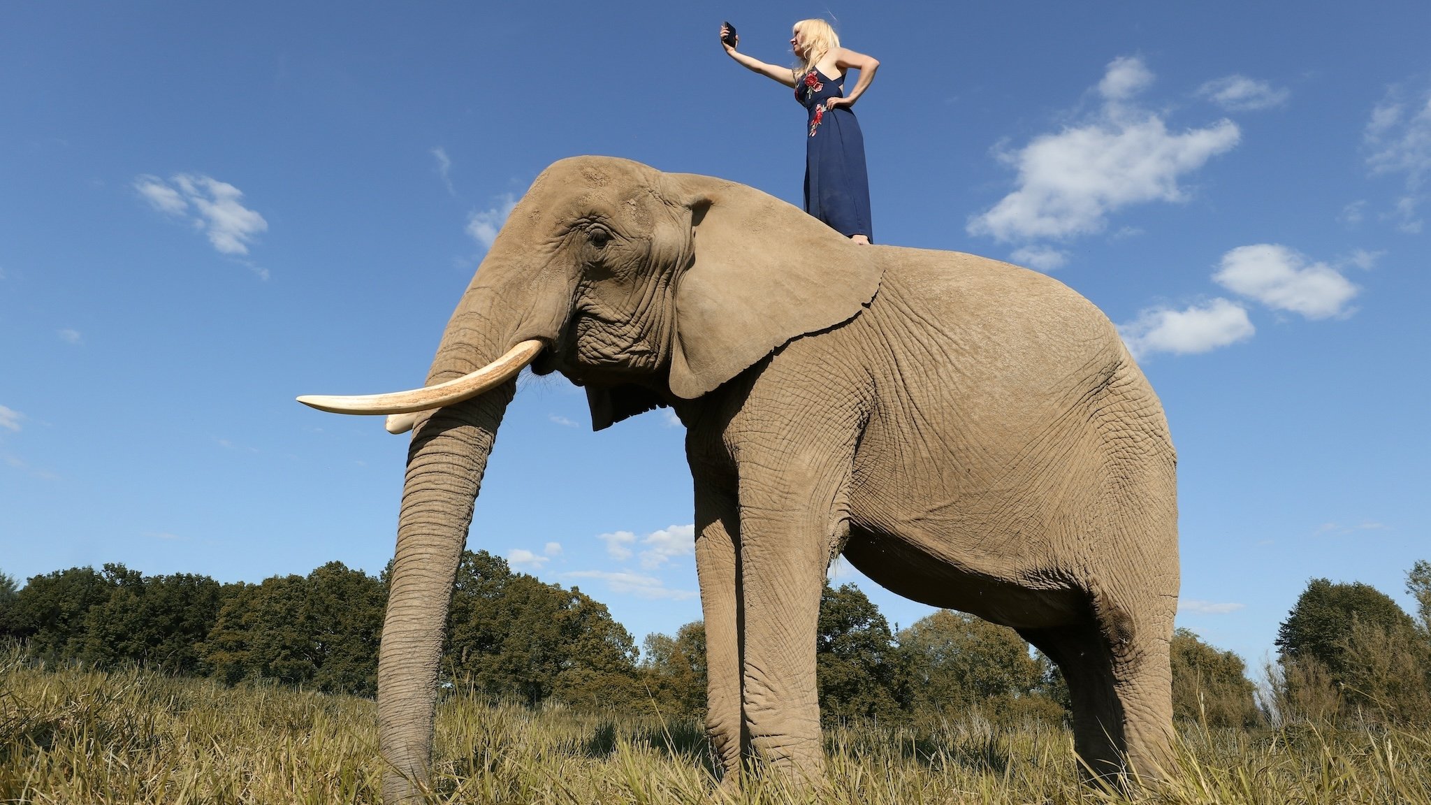 Frau mit Handy auf dem Rücken eines Elefanten
