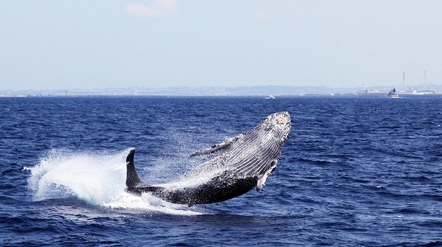 Ein kleinerer Wal vor der japanischen Küste