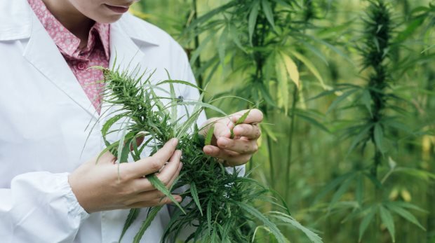 Kontrollierter Anbau von Cannabis wohl bald in Deutschland möglich