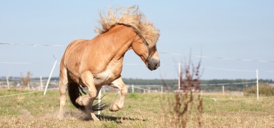 Springendes Pferd