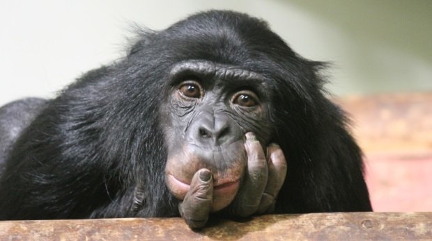 Schimpanse (Symbolbild)