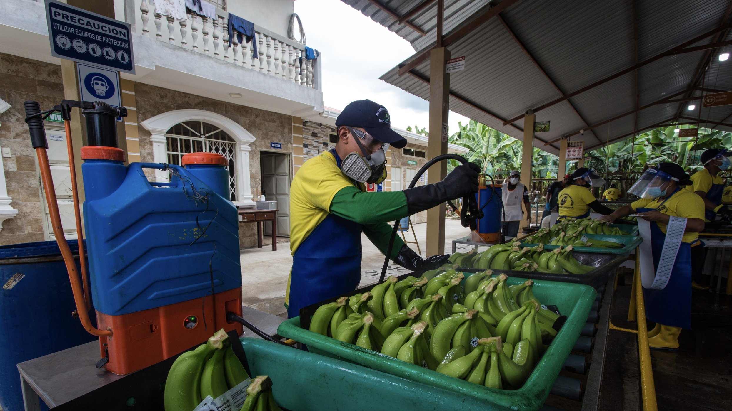Arbeiter auf Bananenplantage