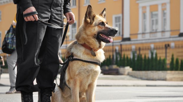 Ein Polizeihund wartet auf seinen Einsatz