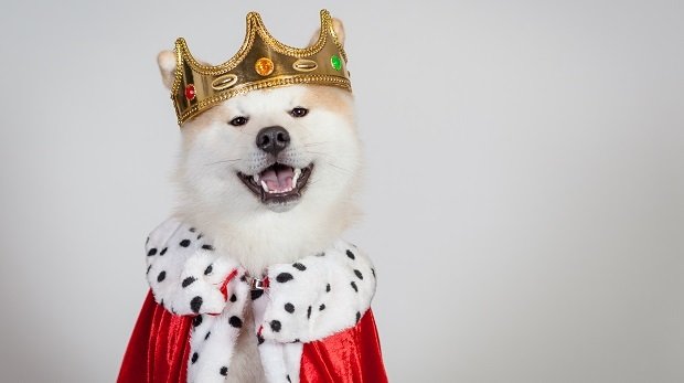 Ein Hund mit Krone und Umhang.