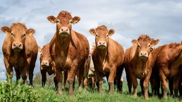 Kuh-Herde, die in die Kamera schaut (Symbolbild)