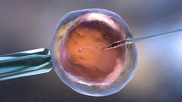 Künstliche Befruchtung einer Zelle.