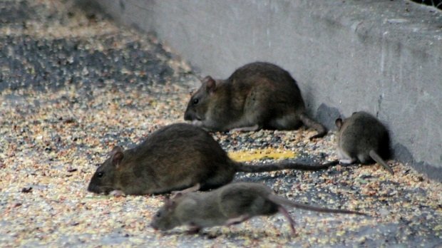 Ratten auf Futtersuche